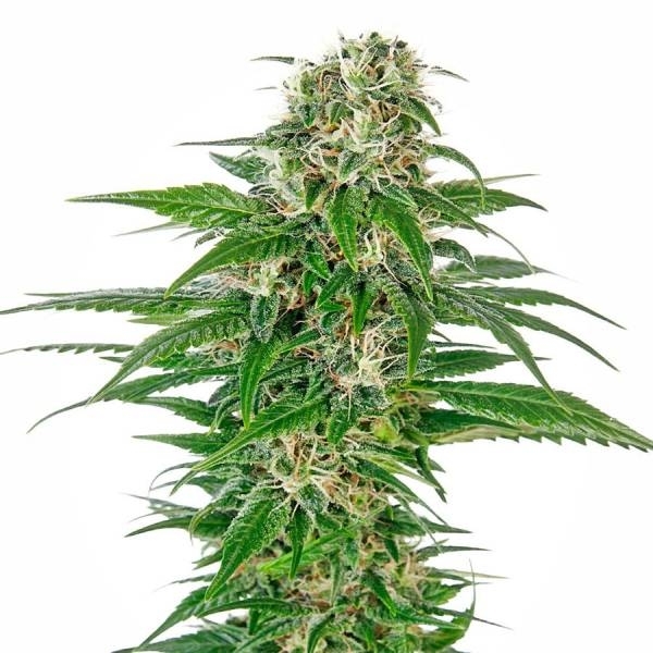 Early Skunk Autoflower (Sensi Seeds) Feminizada