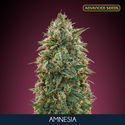 Amnesia (Advanced Seeds) feminizada