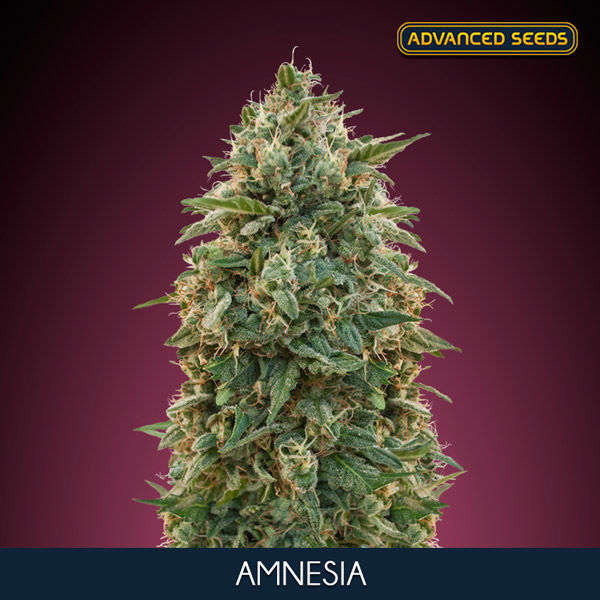Amnesia (Advanced Seeds) feminizada