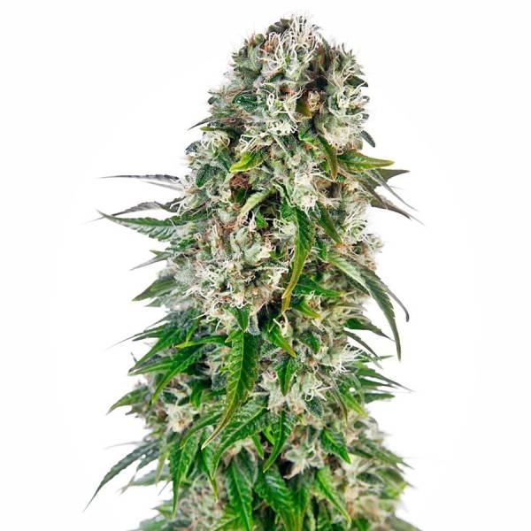 Big Bud Autoflorescente (Sensi Seeds) feminizada