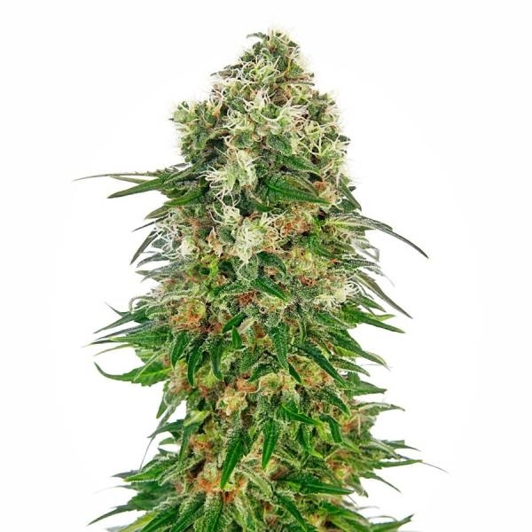 Shiva Skunk Autoflorescente Feminizada (Sensi Seeds)