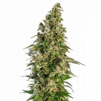 Afghani 1 Autoflower (Sensi Seeds) feminizada