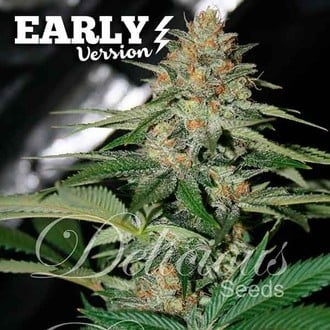 Delicious Candy Early Version (Delicious Seeds) feminizada