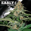 Delicious Candy Early Version (Delicious Seeds) feminizada