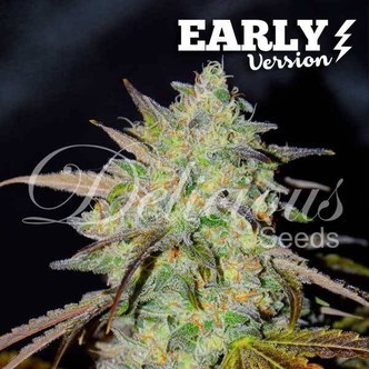 Marmalate Early Version (Delicious Seeds) feminizada