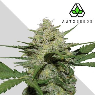 Girl Scout Cookies (Auto Seeds) feminizadas