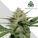 Girl Scout Cookies (Auto Seeds) feminizadas