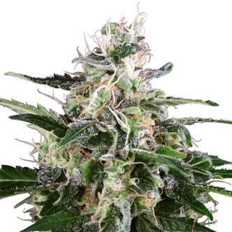 White Skunk Autoflorescente (White Label) feminizada