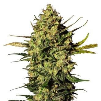 Master Kush Autoflorescente (White Label) Feminizada