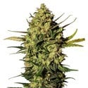 Master Kush Autoflorescente (White Label) Feminizada