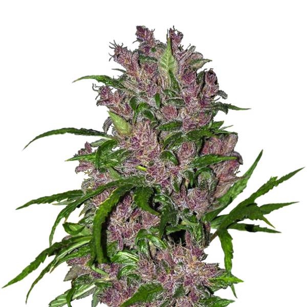 Purple Bud Autoflorescente (White Label) Feminizada