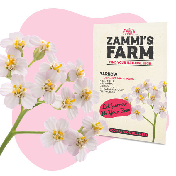 Buddy Mix Pack DEFENDER