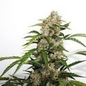 Auto Orange Bud (Dutch Passion) feminizada