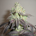Girl Scout Cookies (Zamnesia Seeds) Feminizada