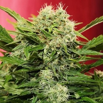 Chronic Ryder Autoflower (Doctor's Choice) feminizada