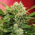 Chronic Ryder Autoflower (Doctor's Choice) feminizada