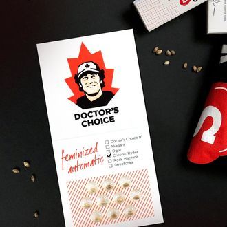 Chronic Ryder Autoflower (Doctor's Choice) feminizada