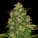 Banana (Zamnesia Seeds) Feminizada