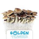 Kit de cultivo Zamnesia 'Golden Teacher'