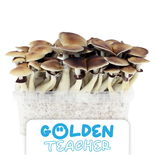 Kit de cultivo Zamnesia 'Golden Teacher'