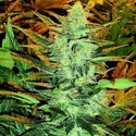 Lowryder #2 (Doctor's Choice) feminizada