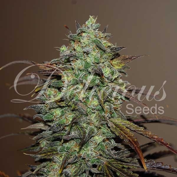 Eleven Roses (Delicious Seeds) Feminizada