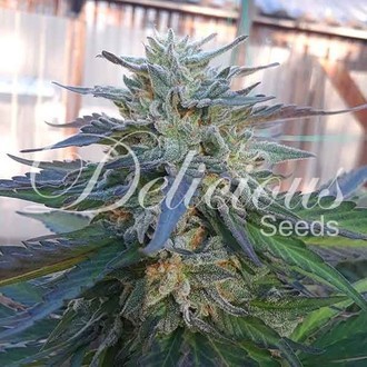 Eleven Roses (Delicious Seeds) Feminizada