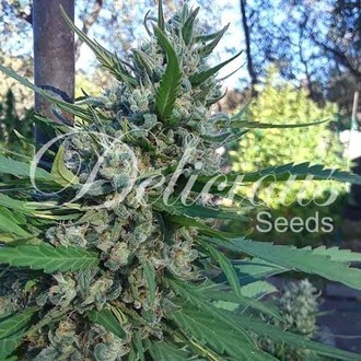 Eleven Roses (Delicious Seeds) Feminizada