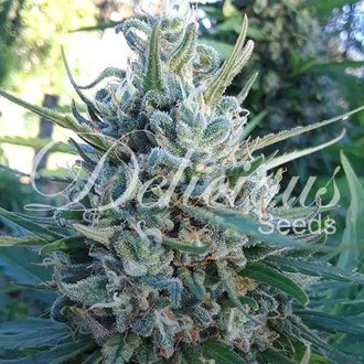 Eleven Roses (Delicious Seeds) Feminizada
