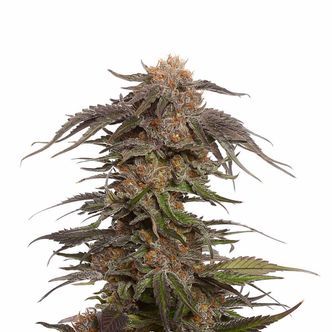 Blue Magic (Amsterdam Genetics) Feminizado