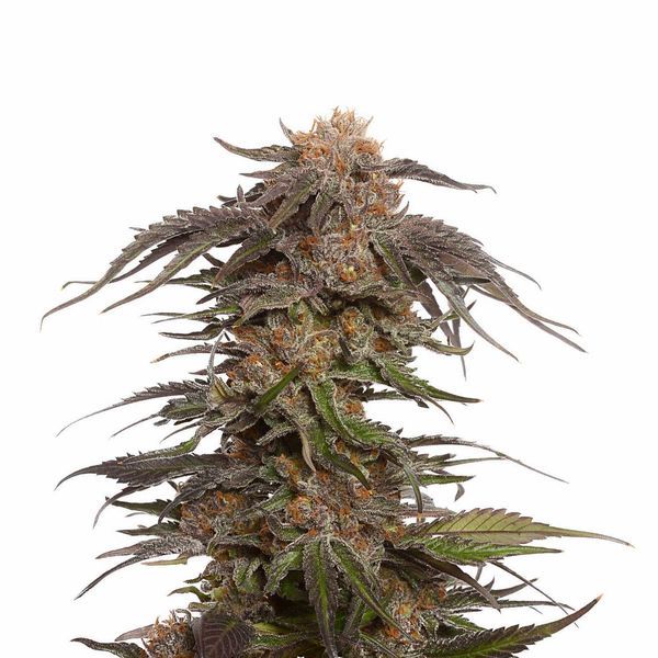 Blue Magic (Amsterdam Genetics) Feminizado