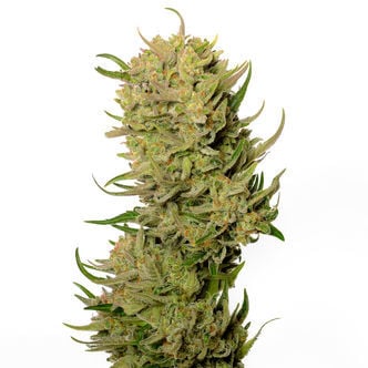 AK-020 Autoflorescente (Amsterdam Genetics) Feminizado