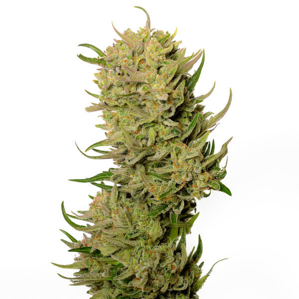 AK-020 Autoflorescente (Amsterdam Genetics) Feminizado