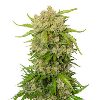 Blue Amnesia Autoflower (Amsterdam Genetics) Feminizado