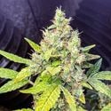 Milkshake Kush Autoflorescente (Amsterdam Genetics) feminizada