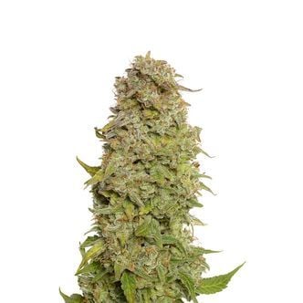 Milkshake Kush Autoflorescente (Amsterdam Genetics) feminizada