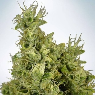 Mandarin Haze (Ministry Of Cannabis) Feminizada