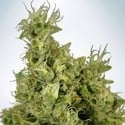 Mandarin Haze (Ministry Of Cannabis) Feminizada