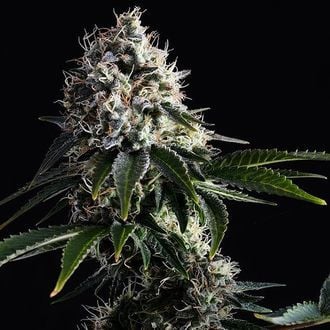 Swiss Dream CBD (Kannabia) Feminizada