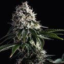 Swiss Dream CBD (Kannabia) Feminizada