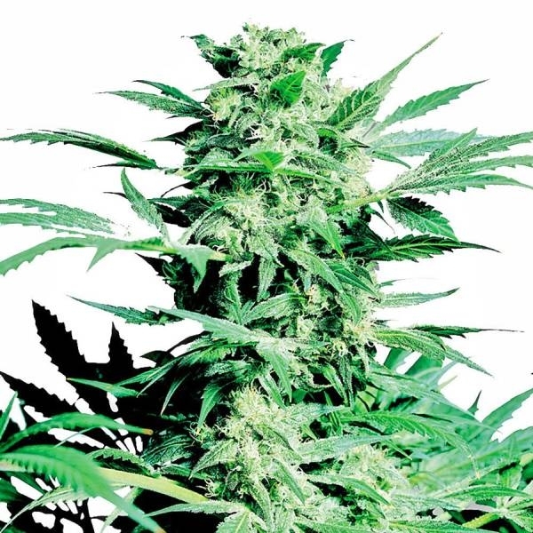 Shiva Skunk feminizada (Sensi Seeds)