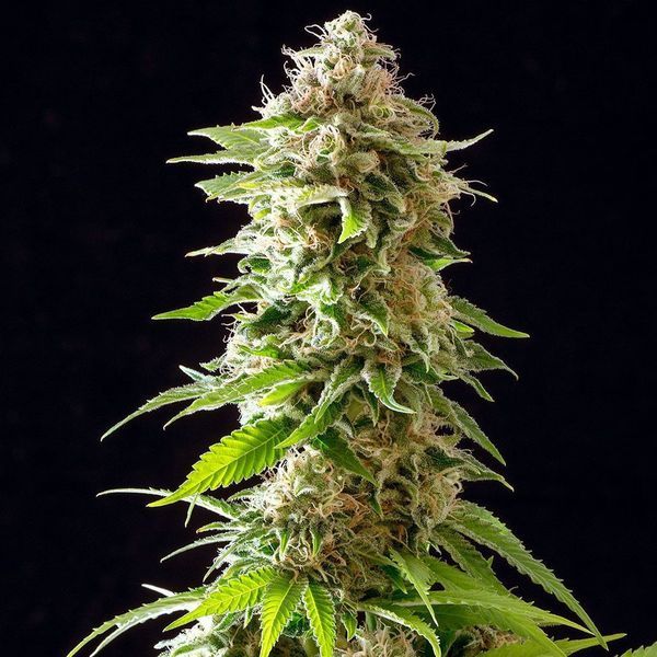 Cookies Haze (Kannabia) Feminizada