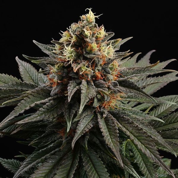 Sativa Dream (Kannabia) Feminizada