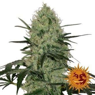 Tangerine Dream Auto (Barney's Farm) Feminizado