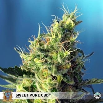 Sweet Pure CBD (Sweet Seeds) Feminizada