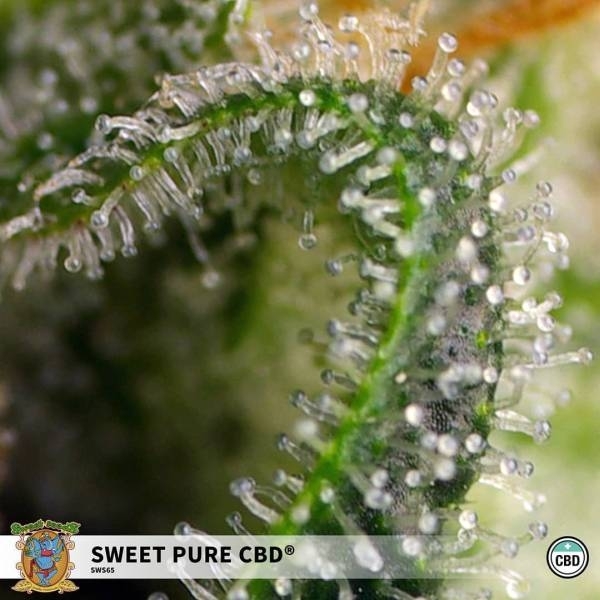 Sweet Pure CBD (Sweet Seeds) Feminizada