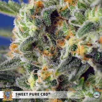 Sweet Pure CBD (Sweet Seeds) Feminizada