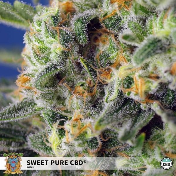 Sweet Pure CBD (Sweet Seeds) Feminizada