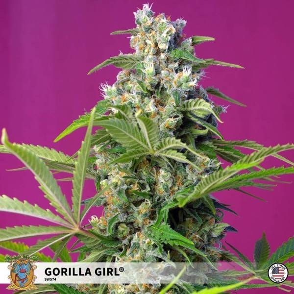 Gorilla Girl (Sweet Seeds) Feminizada