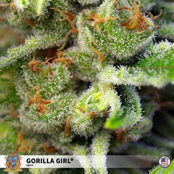 Gorilla Girl (Sweet Seeds) Feminizada